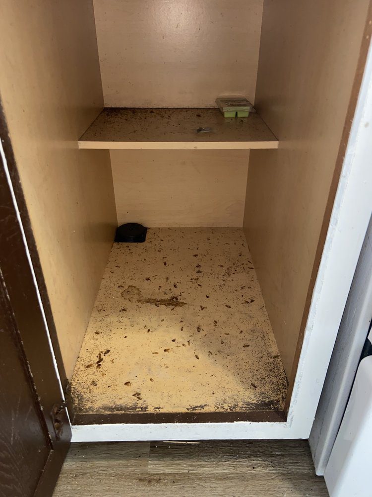 Pest Control in Covington, LA